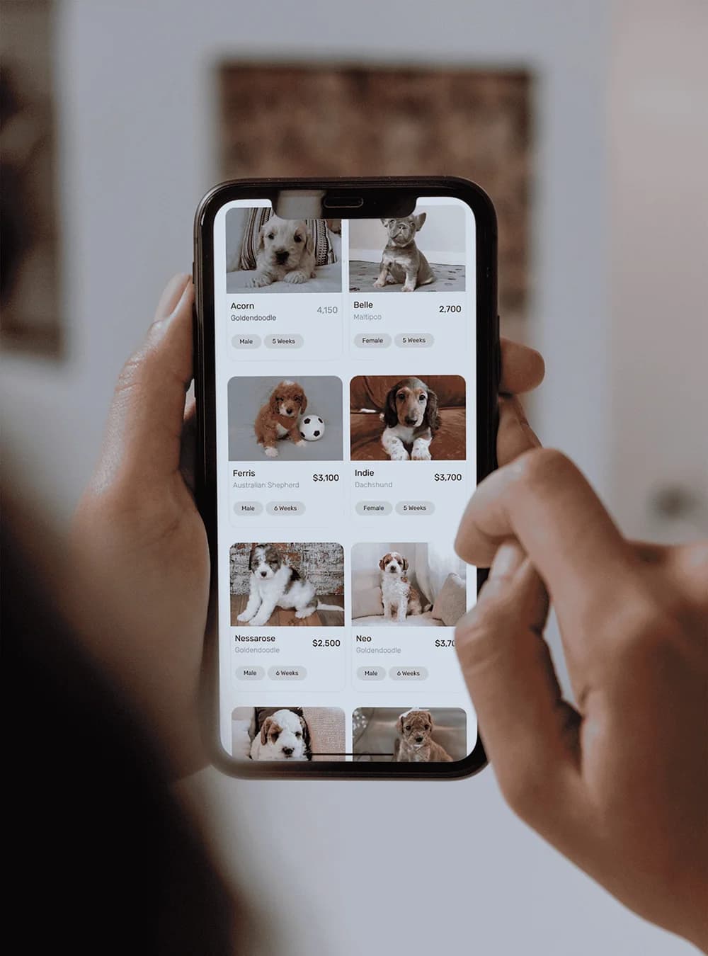 Our team will help you find and select your dream pup